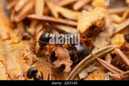 Nahaufnahme der strahlend schwarzen Ameise, Lasius fuliginosus greift den europäischen Fichtenrindenkäfer an, IPS typographius. Stockfoto