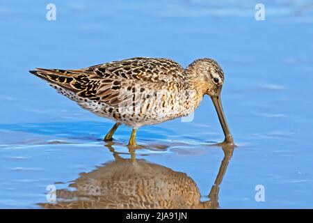 Kurzschnabel Dowitcher Fütterung in der Marsh Stockfoto