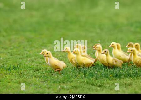 Kleine flauschige Gänseküken laufen auf grünem Gras Stockfoto