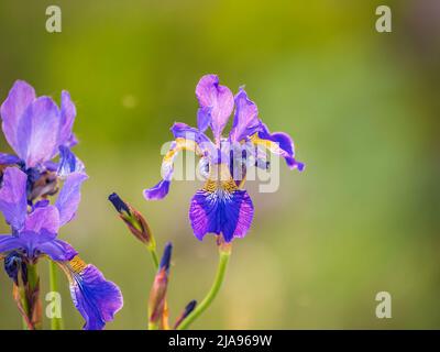 Schöne blaue Blüten der sibirischen Iris im Frühlingsgarten. Iris sibirica blüht auf der Wiese. Die Koloful Sibirische Iris eine mehrjährige Pflanze mit purpl Stockfoto