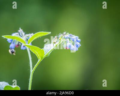 Schöne blaue Blüten von Symphytum caucasicum, auch bekannt als beinwell, blauer Beinwell oder kaukasischer Beinwell, blühen im Frühlingspark Stockfoto