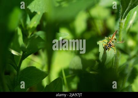 Wespe im Gras. Wespen-Nahaufnahme auf einem grünen, grasbewachsenen Hintergrund an einem sonnigen Frühlingstag. Eine Serie von Aufnahmen einer Wespe. Stockfoto