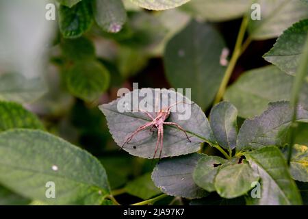 Baumschule Netz (Pisaura mirabilis) auf grünem Blatt. Baumschule Web Spider Sitzt Auf Green Leaf Im Garten. Makrofotografie mit Insekten. Künstlerische Fotobearbeitung Stockfoto