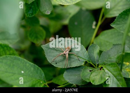 Baumschule Netz (Pisaura mirabilis) auf grünem Blatt. Baumschule Web Spider Sitzt Auf Green Leaf Im Garten. Makrofotografie mit Insekten. Stockfoto