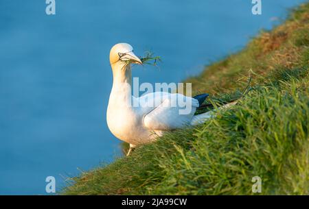 Nahaufnahme einer Gannette, wenn die Sonne über den Klippen von Bempton, East Yorkshire, untergeht. Wissenschaftlicher Name: Morus bassanus, nördlicher Gannet, der Gräser sammelt f Stockfoto