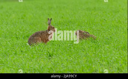 Zwei wachsam braune Hasen im Frühling. Einander gegenüberliegende, üppig grüne Wiese, North Yorkshire, Großbritannien. Wissenschaftlicher Name: Lepus europaeus. Horizontal. Cop Stockfoto