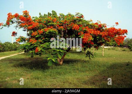 Flame Tree (Delonix regia) in Pinar del Rio, Kuba, Karibik Stockfoto