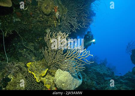 Taucher in einem karibischen Korallenriff mit Meeresfans (Anthozoa), Kuba, Karibik Stockfoto