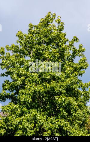 Epsom Surrey, London, Großbritannien, Mai 24 2022, einzelner isolierter Baum gegen Einen stürmischen grauen wolkigen Himmel ohne Menschen Stockfoto