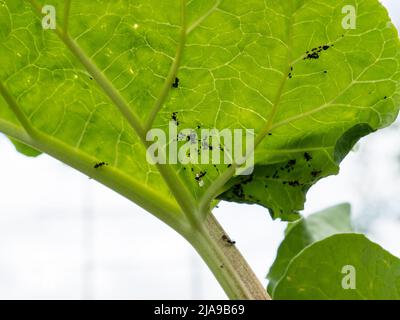 Kolonie der schwarzen Bohnenaphide Aphis fabae auf Rhabarber gefunden. Zusätzliche Ameisen kriechen. Stockfoto