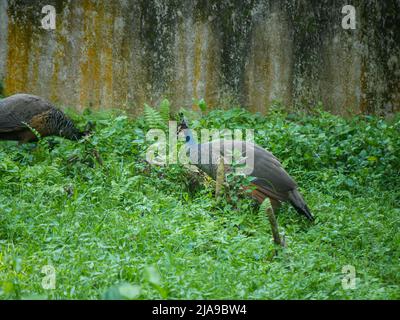 Peahen Roaming in grünen Büschen Park Stockfoto