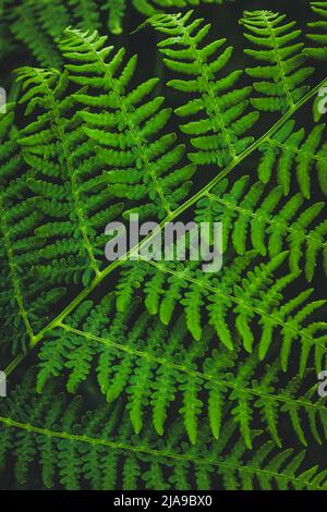 Dunkelgrüne Farnblätter aus der Nähe. Natürliche Pflanzen Muster, Tapeten, Hintergründe. Grüne Textur, Naturlandschaft Stockfoto