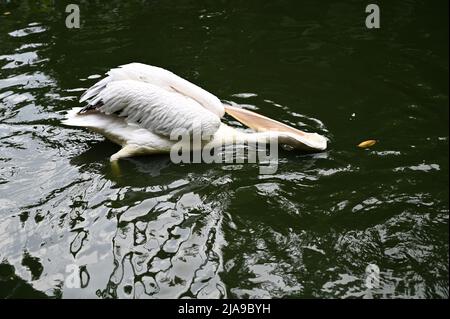 Pelikan, große Wasservögel schwimmen im Teich Stockfoto