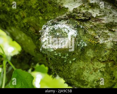 Wollige Blattläuse oder American Blight Eriosoma lanigerum auf dem Apfel Stockfoto