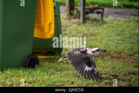 Lachende Kookaburra, die an einigen Mülleimern in Vorstädten vorbeifliegt Stockfoto