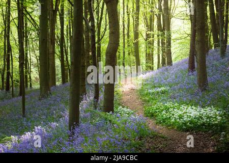 Ein Buchenholz voller leuchtend blauer Bluebell blüht im Frühling in Northumberland, Nordostengland Stockfoto