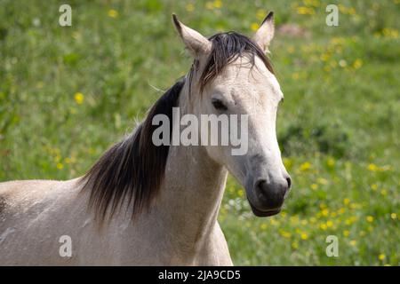 Blasses Pferd, das auf dem Feld bei Outer Hope in Devon steht Stockfoto