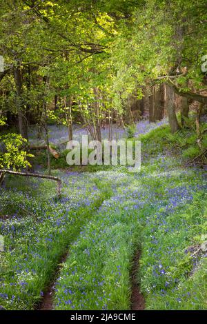 Ein Buchenholz voller leuchtend blauer Bluebell blüht im Frühling in Northumberland, Nordostengland Stockfoto