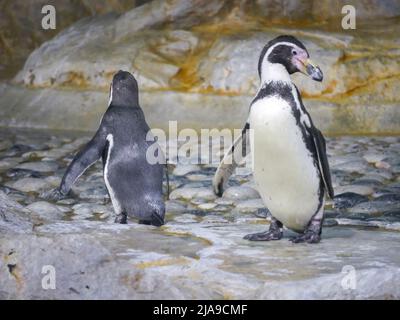 Der Humboldt-Pinguin (Spheniscus humboldti) ist ein mittelgroßer Pinguin, der in Bergfelsen am nächsten zum afrikanischen Pinguin steht Stockfoto