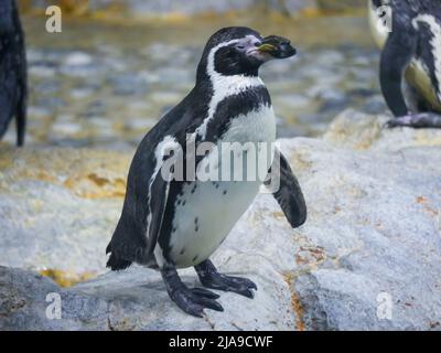 Der Humboldt-Pinguin (Spheniscus humboldti) ist ein mittelgroßer Pinguin, der in Bergfelsen am nächsten zum afrikanischen Pinguin steht Stockfoto