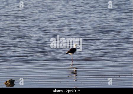 Ein juveniler Pillenstelz mit seiner Spiegelung in den Untiefen einer Mündung, Stockfoto