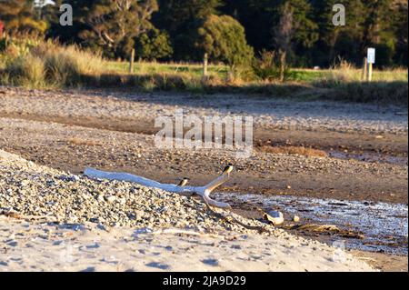 Zwei Eisvögel sitzen auf Treibholz am Strand. Sie warten darauf, dass die Krabben aus ihren Löchern im Gezeitenschlamm kommen, damit sie sich von t ernähren können Stockfoto
