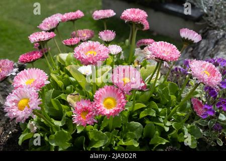 Seaside Daisy, Erigeron glaucus Ker GAWI, blühend in Thurlestone Devon Stockfoto