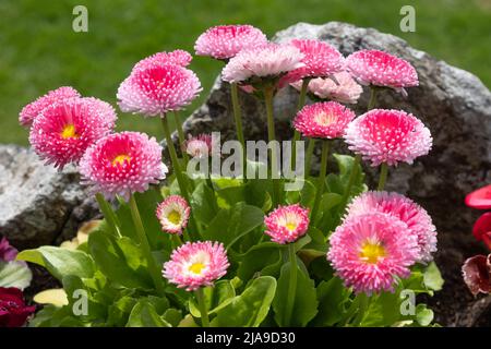 Seaside Daisy, Erigeron glaucus Ker GAWI, blühend in Thurlestone Devon Stockfoto