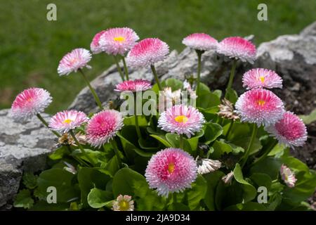 Seaside Daisy, Erigeron glaucus Ker GAWI, blühend in Thurlestone Devon Stockfoto