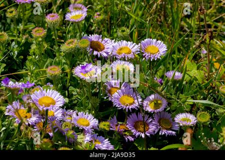 Seaside Daisy, Erigeron glaucus Ker GAWI, blüht auf einer Klippe am Strand von Thurlestone Stockfoto