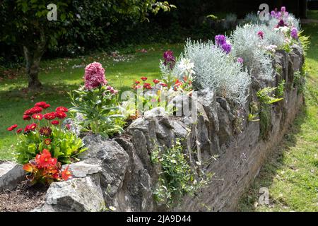 Verschiedene Blumen wachsen in einer Wand in Thurlestone Devon Stockfoto