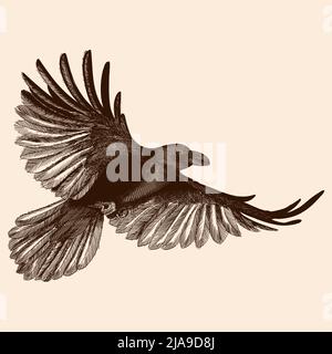 Ein schwarzer Rabe im Flug mit ausgebreiteten Flügeln fliegt. Vektorbild als Gravur stilisiert. Stock Vektor