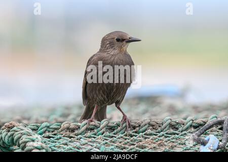 Starling, Sturnus vulgaris, Jungvögel saßen auf einem Krabbentopf Amble, Northumberland June Stockfoto