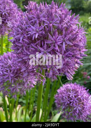 Sphärische Allium Purple Sensation ist verblasst - immer noch sehr dekorative Blume im Sommergarten Stockfoto