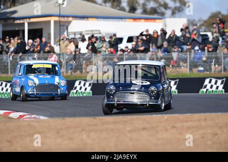 Winton, Australien. 29. Mai 2022. Jonathon French aus Südaustralien führt die Gruppe N-Klasse in Runde 3 des Winton Circuit in einem Morris Mini Cooper S aus dem Jahr 1964 an.Quelle: Karl Phillipson/Optikal/Alamy Live News Stockfoto