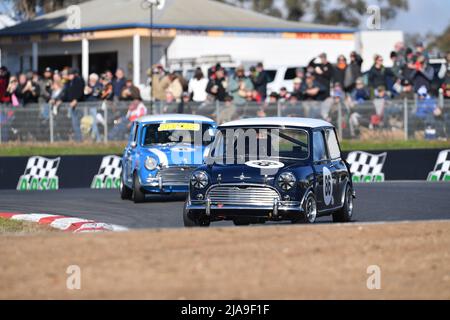 Winton, Australien. 29. Mai 2022. Jonathon French aus Südaustralien führt die Gruppe N-Klasse in Runde 3 des Winton Circuit in einem Morris Mini Cooper S aus dem Jahr 1964 an.Quelle: Karl Phillipson/Optikal/Alamy Live News Stockfoto