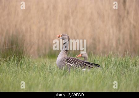 Zwei Graugans im hohen Gras Stockfoto