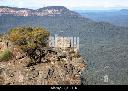 Nahaufnahme einer der Felsformationen der Three Sisters im Jamison Valley, Mount Solitary in der Ferne, Blue Mountains, NSW, Australien Stockfoto