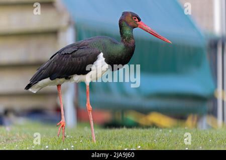 Ein wilder, erwachsener Schwarzstorch (Ciconia nigra), der in einem Garten in den Niederlanden auf Nahrungssuche ist. Stockfoto