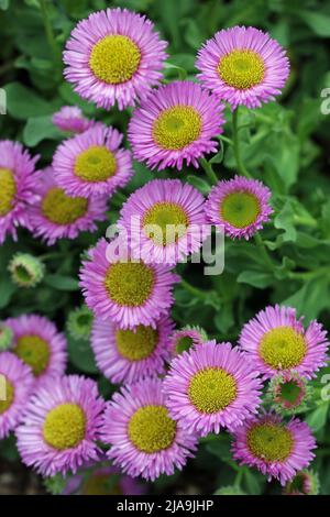 Flohblumen am Meer, Erigeron glaucus unbekannter Sorte, rosa Blüten in Nahaufnahme mit einem verschwommenen Hintergrund aus Blättern. Stockfoto