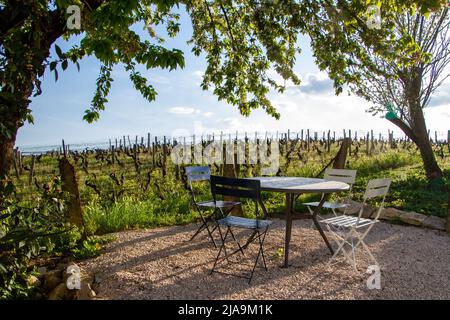 Nuits Saint Georges, Frankreich, 15. April 2022. Terrasse inmitten der Weinberge in Burgund. Stockfoto