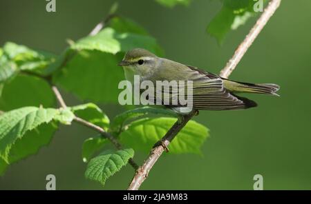 Waldsänger, Phylloscopus sibilatrix, sitzt im Haselbaum Stockfoto