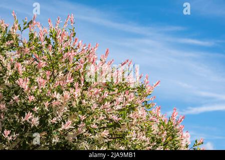 Ein hakuro nishiki Strauch mit bunten Blättern in weiß und rosa Farbe gegen blauen Himmel Stockfoto