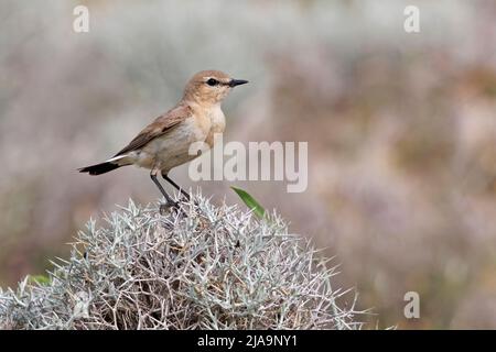 Isabelline Wheatear, Straße zum Kloster Ispsilou, Lesvos, Griechenland, Mai 2022 Stockfoto