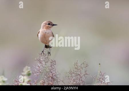 Isabelline Wheatear, Straße zum Kloster Ispsilou, Lesvos, Griechenland, Mai 2022 Stockfoto