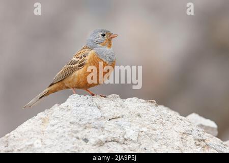 Cretzschmar's Bunting, Ispsilou, Lesvos, Griechenland, April 2022 Stockfoto