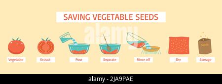 Diagramm zum Speichern von Gemüsesamen mit Extrakt gießen separaten Abspülen trockene Lagerstufen Vektorgrafik Stock Vektor