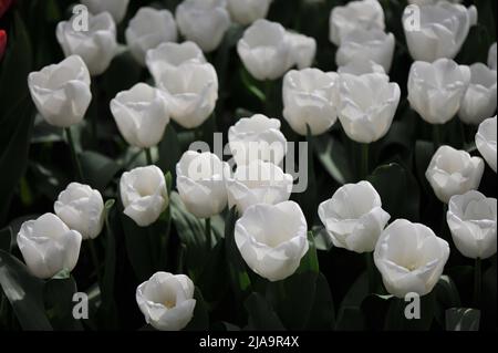 Weiße Triumph Tulpen (Tulipa) Mount Cook blüht im März in einem Garten Stockfoto