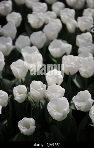 Weiße Triumph Tulpen (Tulipa) Mount Cook blüht im März in einem Garten Stockfoto