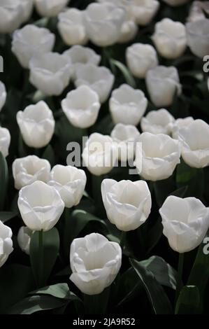 Weiße Triumph Tulpen (Tulipa) Mount Cook blüht im März in einem Garten Stockfoto